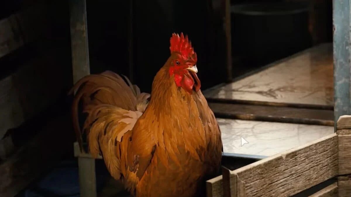 Scrappy upgrade materials